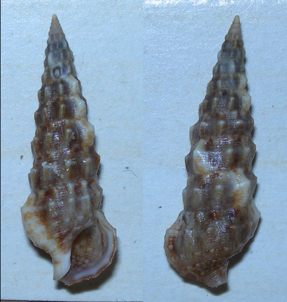 Cerithium ?